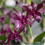 Dendrobium Caesar Red Near Blooming 